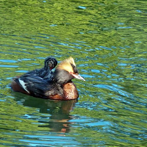Большая поганка, или чомга (Podiceps cristatus)