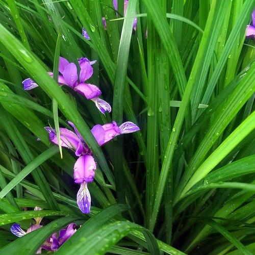 Photo #3653754