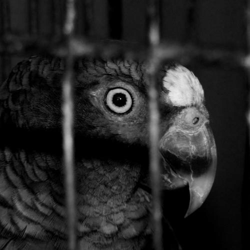 Bird eye