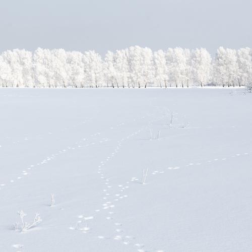 Тропинки