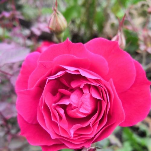 Photo #3653834