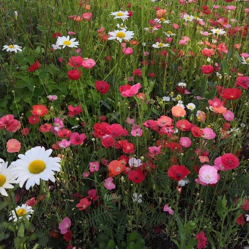 Photo #3653839