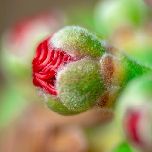 Complex Nature