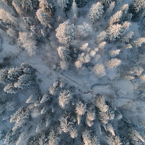 Зимний лес