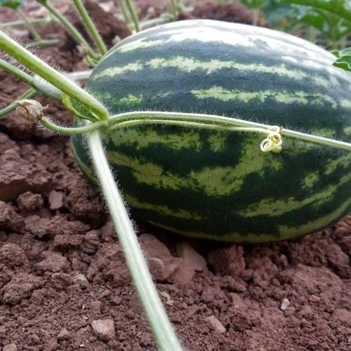 my watermelon