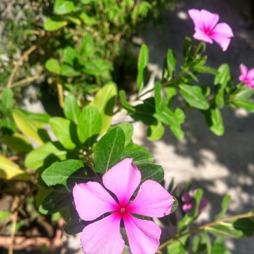 The pink flower