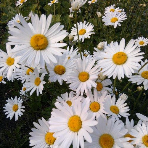 Photo #3662003