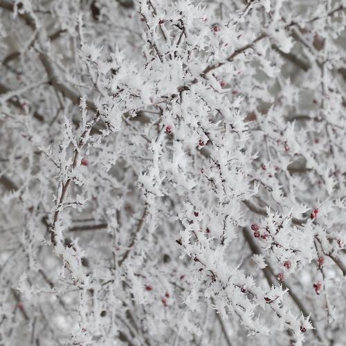 Photo #3663240