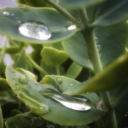drops