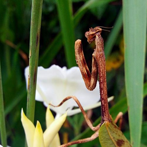 Mantis Religiosa