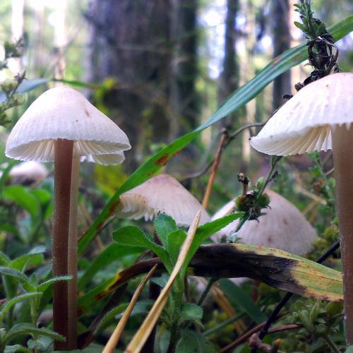 Mushrooms in the forest