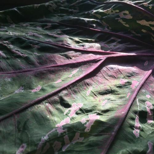 Photo #3667634