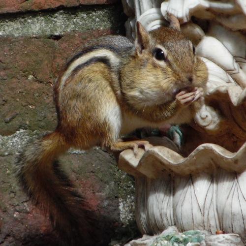 Chippy