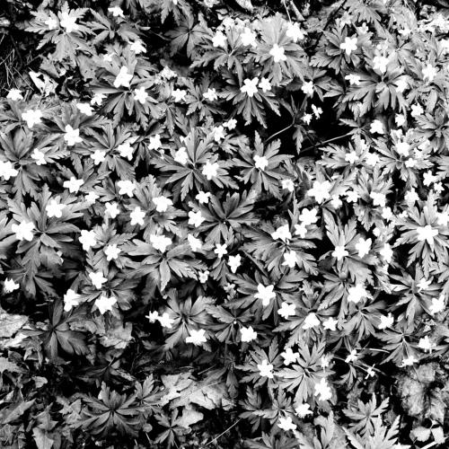 Texture of little flowers, black&white photo
