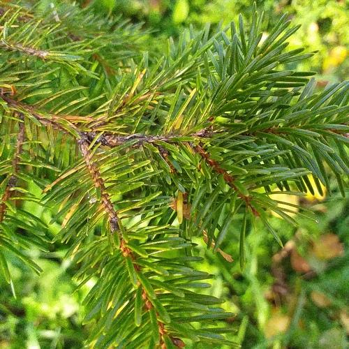 Photo #3668590