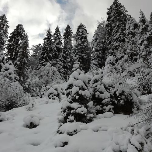 Photo #3669222