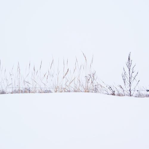 Photo #3669444