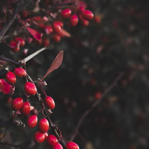 Photo #3671226