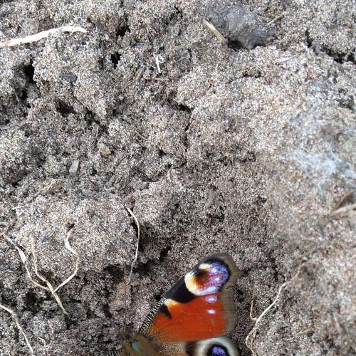 Photo #3672050