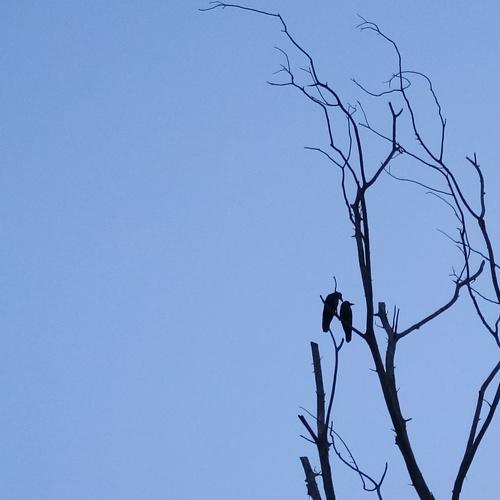 Birds love