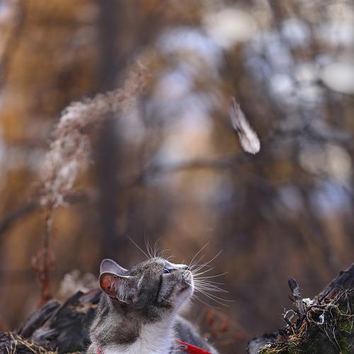 Птичку жалко...