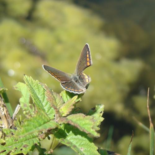 Photo #3674603