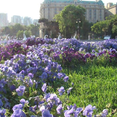 Photo #3674696