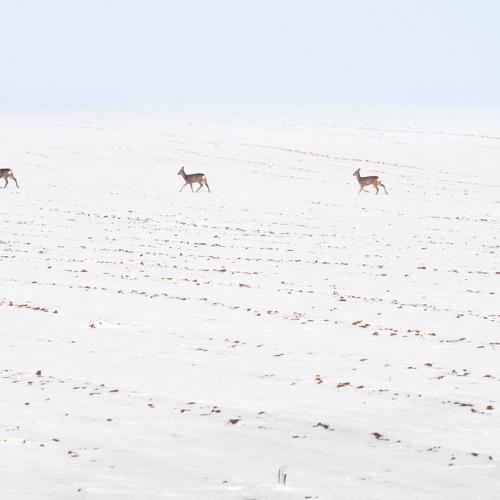 Deer