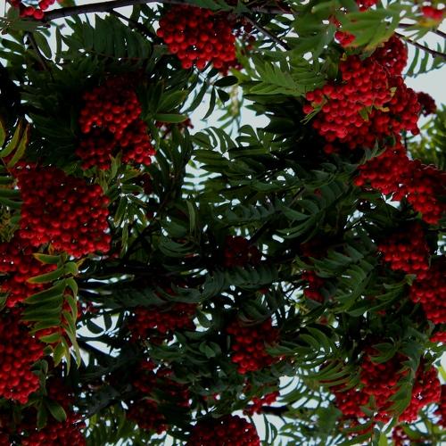 Гроздья рябины, алеют закаты, Гроздья рябины - лету конец.
