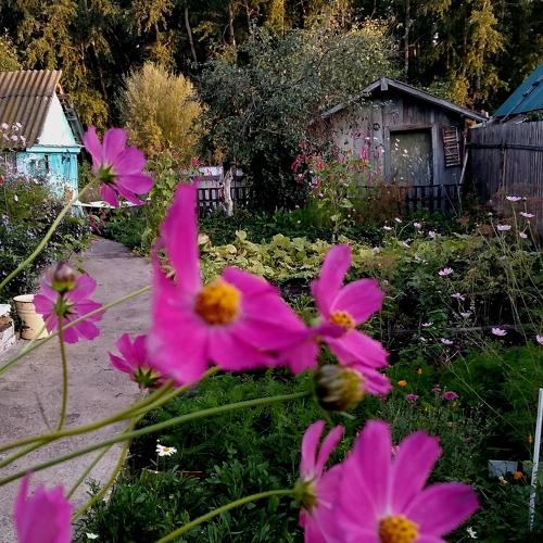 Цветок изящный странной красоты расцвёл средь синей ночи в темноте;