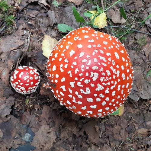 fly agaric