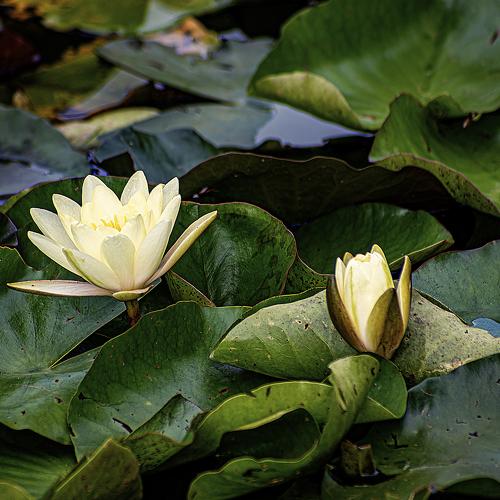 Green on water