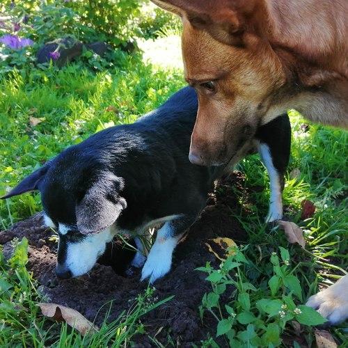 Photo #3683392