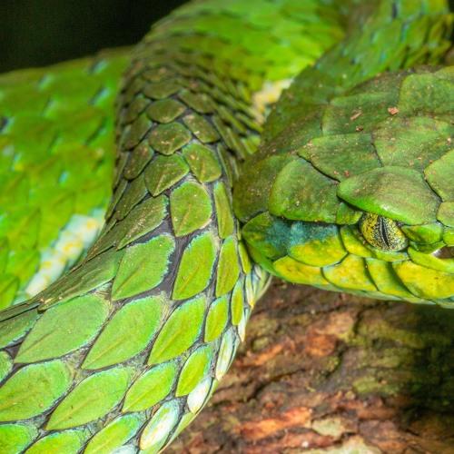 Large Scaled Pit Viper
