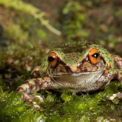 Kodai Kanal Bush Frog