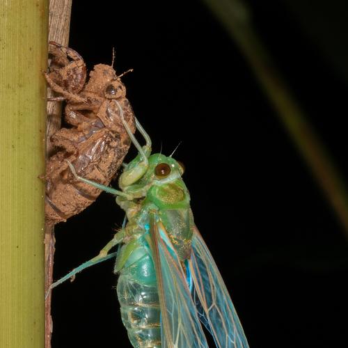 Freshly emerged Chicada from it's moult