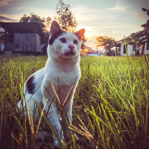Photo #3684131