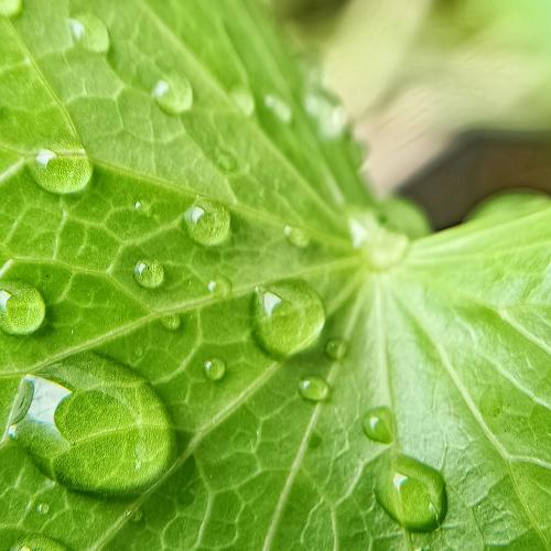 Leaf