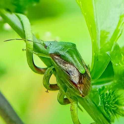 The stinct bug yes it is green