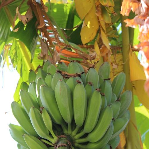 Photo #3686205