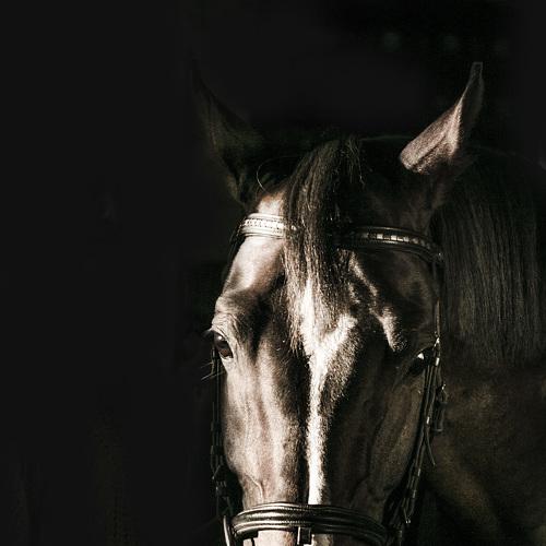 Фотография #3688079