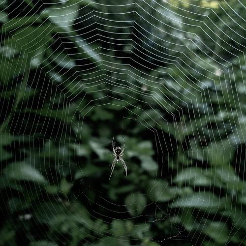 Spyder