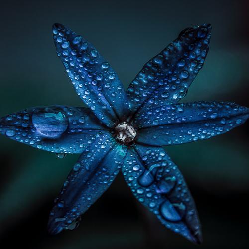 Love blue nature