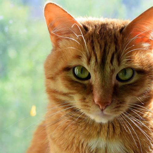 Photo #3691353