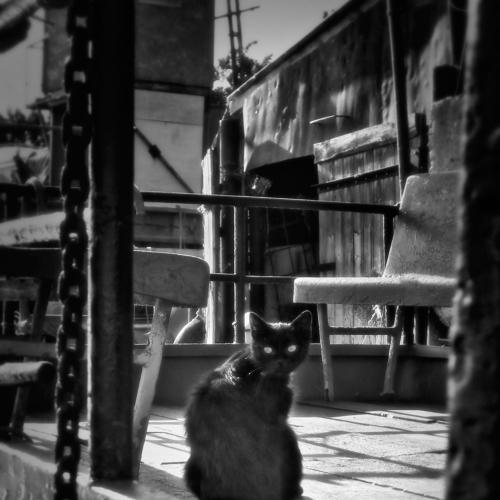 Photo #3692084