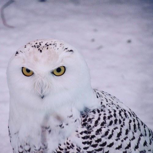 Photo #3694597