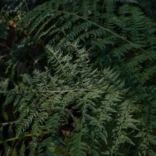 Photo #3694604