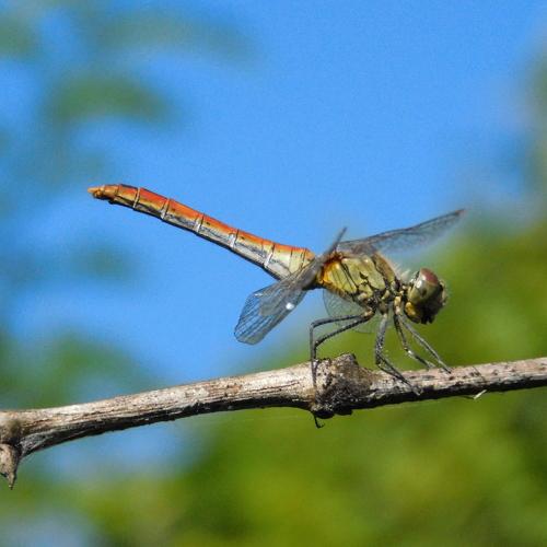 Photo #3694830
