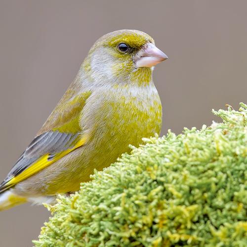 Kwasek Damian