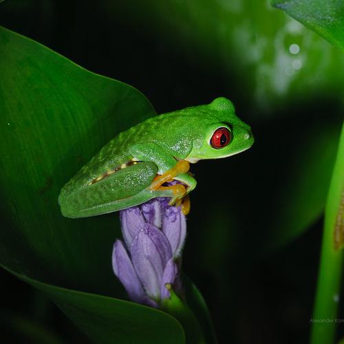 Малыш на цветке